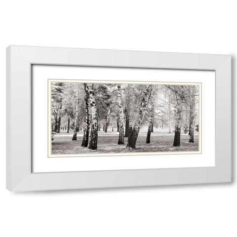 Birches in a Park White Modern Wood Framed Art Print with Double Matting by Pangea Images