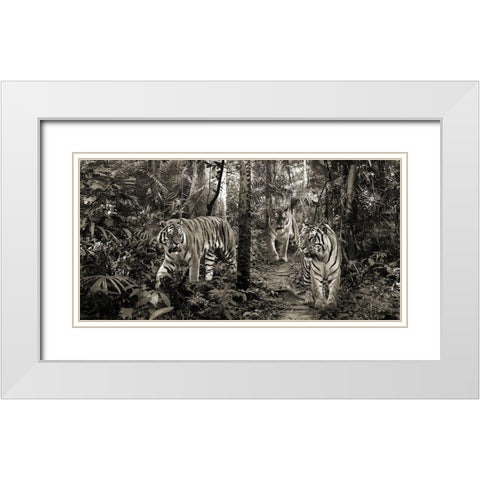 Bengal Tigers (detail- BW) White Modern Wood Framed Art Print with Double Matting by Pangea Images