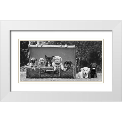 Dog Pups in a Suitcase White Modern Wood Framed Art Print with Double Matting by Pangea Images