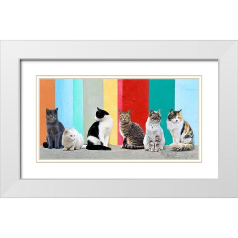 Cats in the Sun White Modern Wood Framed Art Print with Double Matting by Pangea Images