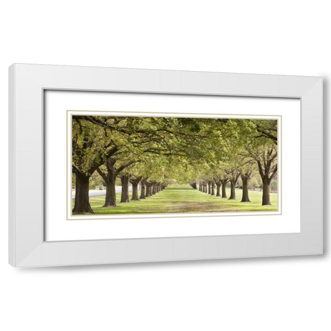 Rows of trees bordering greensward White Modern Wood Framed Art Print with Double Matting by Ocean IMAGES