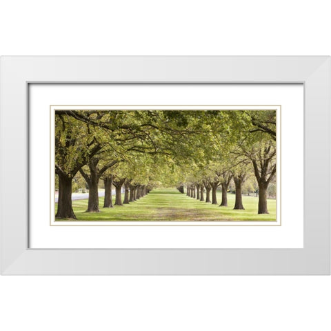 Rows of trees bordering greensward White Modern Wood Framed Art Print with Double Matting by Ocean IMAGES