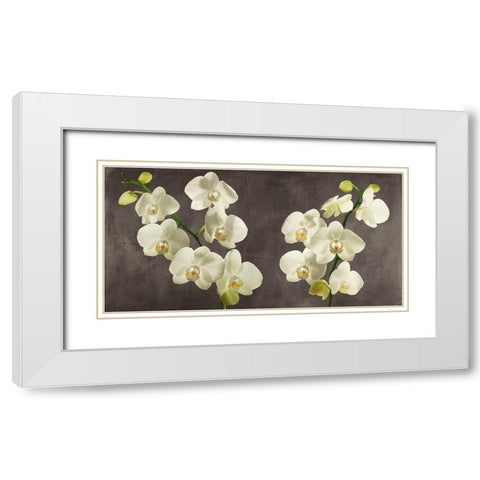 Orchids on Grey Background White Modern Wood Framed Art Print with Double Matting by Antinori, Andrea