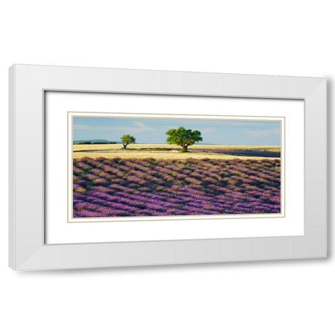 Lavender field and almond tree, Provence, France White Modern Wood Framed Art Print with Double Matting by Krahmer, Frank