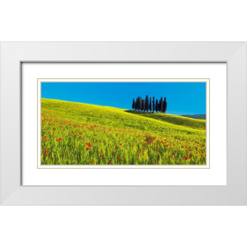 Cypress and corn field, Tuscany, Italy White Modern Wood Framed Art Print with Double Matting by Krahmer, Frank