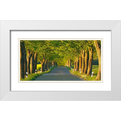 Lime tree alley, Mecklenburg Lake District, Germany White Modern Wood Framed Art Print with Double Matting by Krahmer, Frank