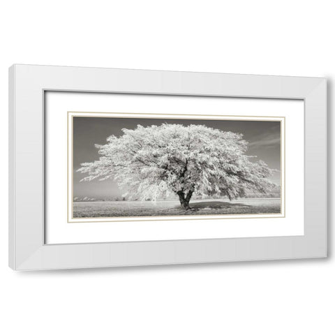 Lime tree with frost, Bavaria, Germany White Modern Wood Framed Art Print with Double Matting by Krahmer, Frank