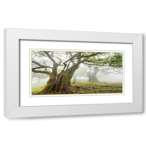 Laurel forest in fog, Madeira, Portugal White Modern Wood Framed Art Print with Double Matting by Krahmer, Frank
