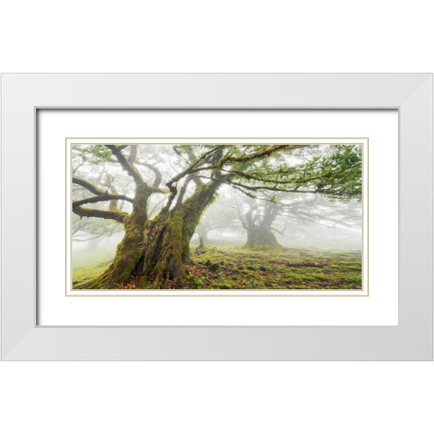 Laurel forest in fog, Madeira, Portugal White Modern Wood Framed Art Print with Double Matting by Krahmer, Frank