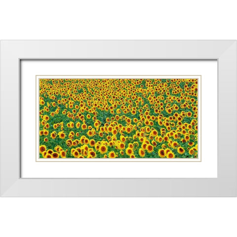 Sunflower field, France White Modern Wood Framed Art Print with Double Matting by Frank, Krahmer