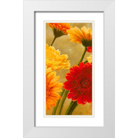 Gerbere nel sole II White Modern Wood Framed Art Print with Double Matting by Biffi, Serena