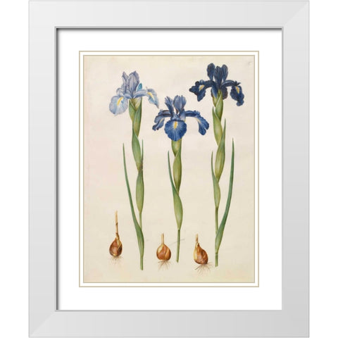 Iris xiphioides White Modern Wood Framed Art Print with Double Matting by Holtzbecher, Johannes S.