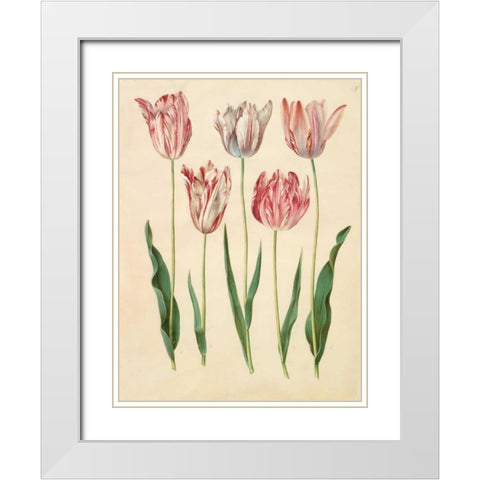 Tulipa gesneriana White Modern Wood Framed Art Print with Double Matting by Holtzbecher, Johannes S.
