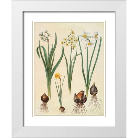 Narcissus White Modern Wood Framed Art Print with Double Matting by Holtzbecher, Johannes S.