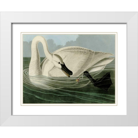 Trumpeter Swan White Modern Wood Framed Art Print with Double Matting by Audubon, John James