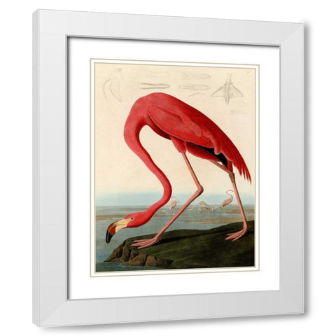 American Red Flamingo White Modern Wood Framed Art Print with Double Matting by Audubon, John James