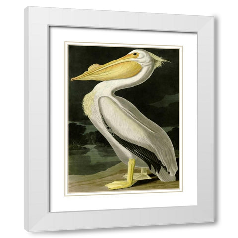 American White Pelican White Modern Wood Framed Art Print with Double Matting by Audubon, John James