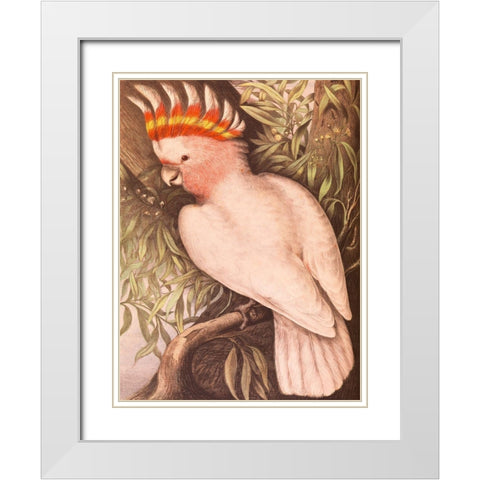 Leadbeaters Cockatoo White Modern Wood Framed Art Print with Double Matting by James Whitley, Sayer