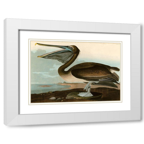 Brown Pelican White Modern Wood Framed Art Print with Double Matting by John James, Audubon