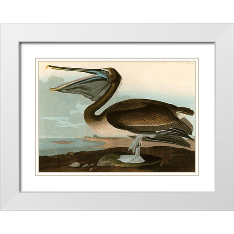 Brown Pelican White Modern Wood Framed Art Print with Double Matting by John James, Audubon