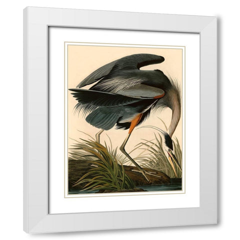 Great Blue Heron White Modern Wood Framed Art Print with Double Matting by John James, Audubon