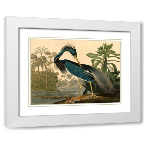 Louisiana Heron White Modern Wood Framed Art Print with Double Matting by John James, Audubon