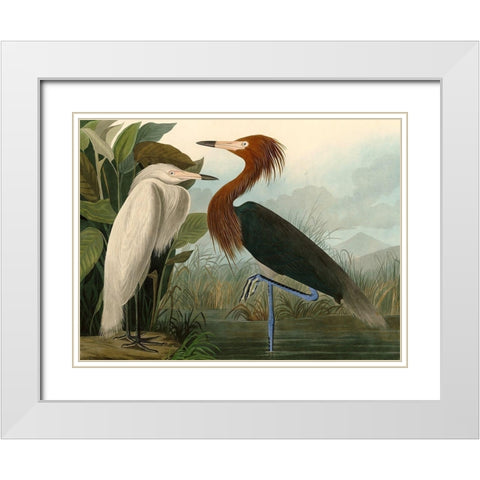 Purple Heron White Modern Wood Framed Art Print with Double Matting by John James, Audubon