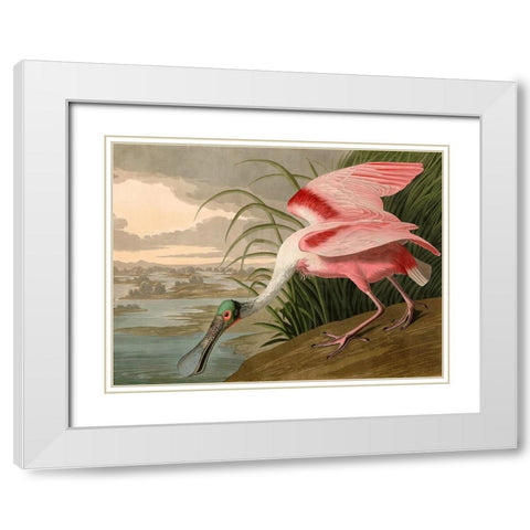 Roseate Spoonbill White Modern Wood Framed Art Print with Double Matting by John James, Audubon