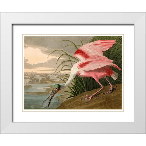 Roseate Spoonbill White Modern Wood Framed Art Print with Double Matting by John James, Audubon