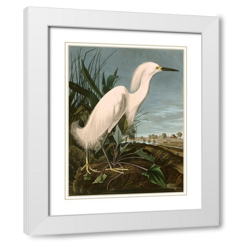 Snowy Heron or White Egret White Modern Wood Framed Art Print with Double Matting by John James, Audubon