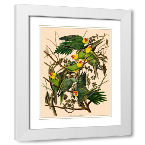Carolina Parrot White Modern Wood Framed Art Print with Double Matting by John James, Audubon