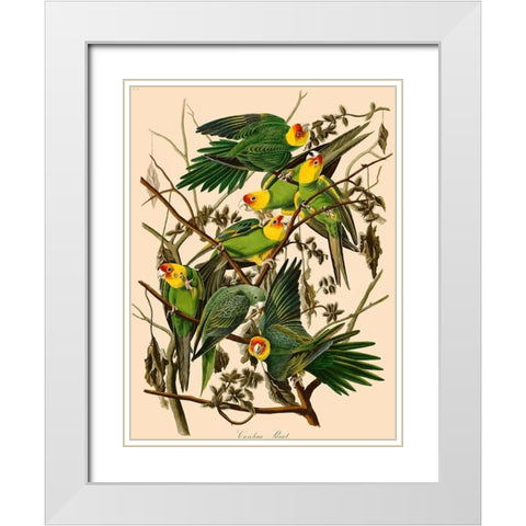 Carolina Parrot White Modern Wood Framed Art Print with Double Matting by John James, Audubon