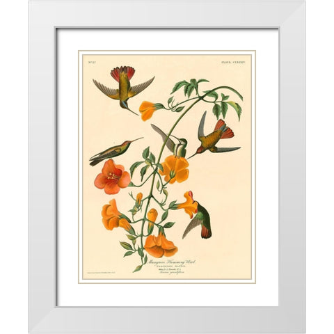 Mangrove Humming Bird White Modern Wood Framed Art Print with Double Matting by John James, Audubon