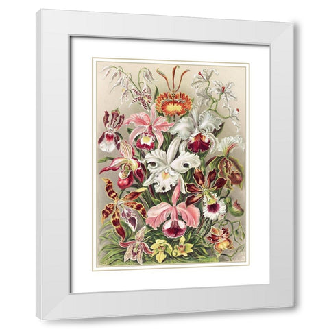 Orchidaeacae White Modern Wood Framed Art Print with Double Matting by Haeckel, Ernst