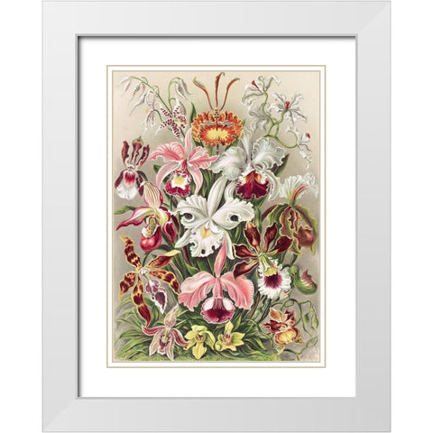Orchidaeacae White Modern Wood Framed Art Print with Double Matting by Haeckel, Ernst