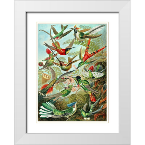Trochilidae White Modern Wood Framed Art Print with Double Matting by Haeckel, Ernst
