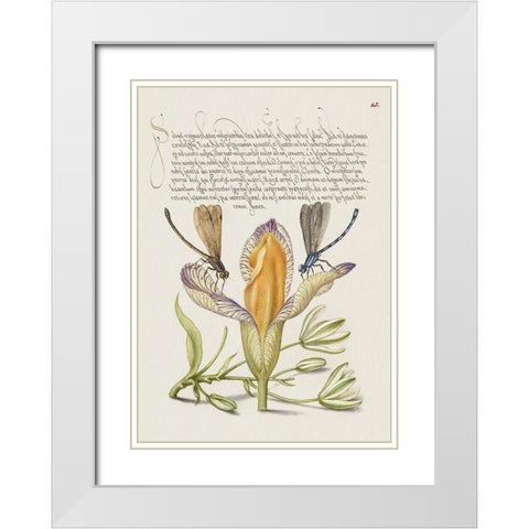 From the Model Book of Calligraphy-VI White Modern Wood Framed Art Print with Double Matting by Hoefnagel, Bocskay