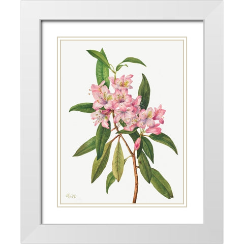 Rose Bay Rhododendron-1932 White Modern Wood Framed Art Print with Double Matting by Walcott, Mary Vaux