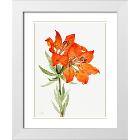 Red Lily-1923 White Modern Wood Framed Art Print with Double Matting by Walcott, Mary Vaux