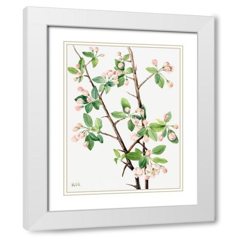 Wild Sweet Crab-1920 White Modern Wood Framed Art Print with Double Matting by Walcott, Mary Vaux
