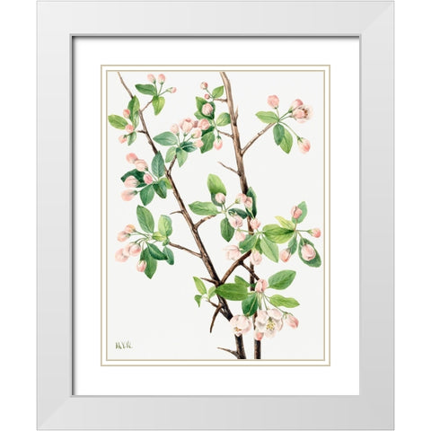 Wild Sweet Crab-1920 White Modern Wood Framed Art Print with Double Matting by Walcott, Mary Vaux