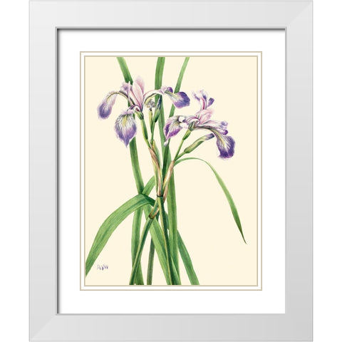 Blueflag Iris-1919 White Modern Wood Framed Art Print with Double Matting by Walcott, Mary Vaux