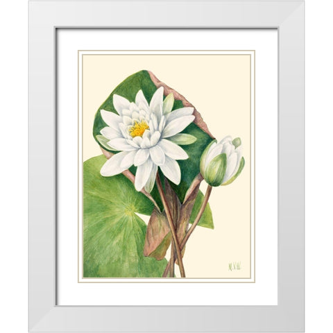 American Waterlily-1920 White Modern Wood Framed Art Print with Double Matting by Walcott, Mary Vaux