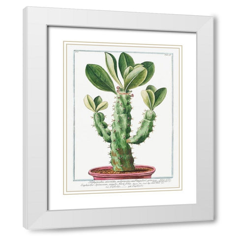 Euphorbio-Spinosum White Modern Wood Framed Art Print with Double Matting by Bonelli, Giorgio