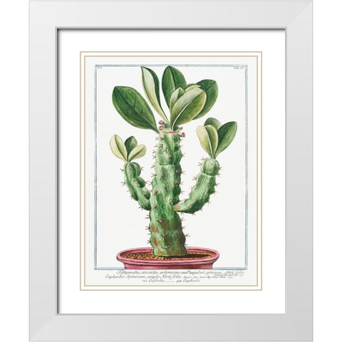 Euphorbio-Spinosum White Modern Wood Framed Art Print with Double Matting by Bonelli, Giorgio