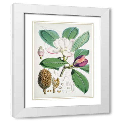 Magnolia Hodgsonii-1855 White Modern Wood Framed Art Print with Double Matting by Fitch, Walter Hood