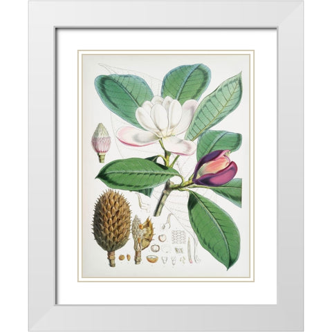 Magnolia Hodgsonii-1855 White Modern Wood Framed Art Print with Double Matting by Fitch, Walter Hood
