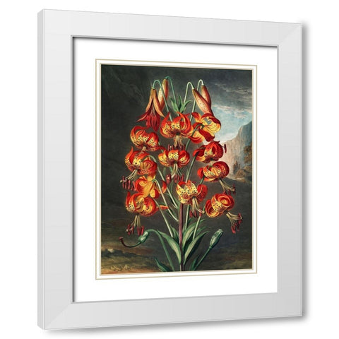 The Lily from The Temple of Flora White Modern Wood Framed Art Print with Double Matting by Thornton, Robert John