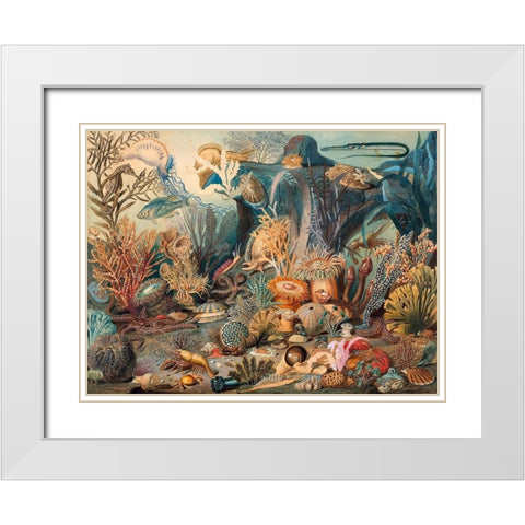 Ocean Life White Modern Wood Framed Art Print with Double Matting by Sommerville, James M.
