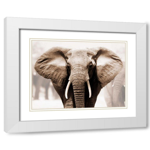 African Elephant White Modern Wood Framed Art Print with Double Matting by Anonymous